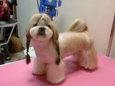 Butik i SPA dla PSA Anna Gospodarczyk